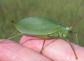Common True Katydid